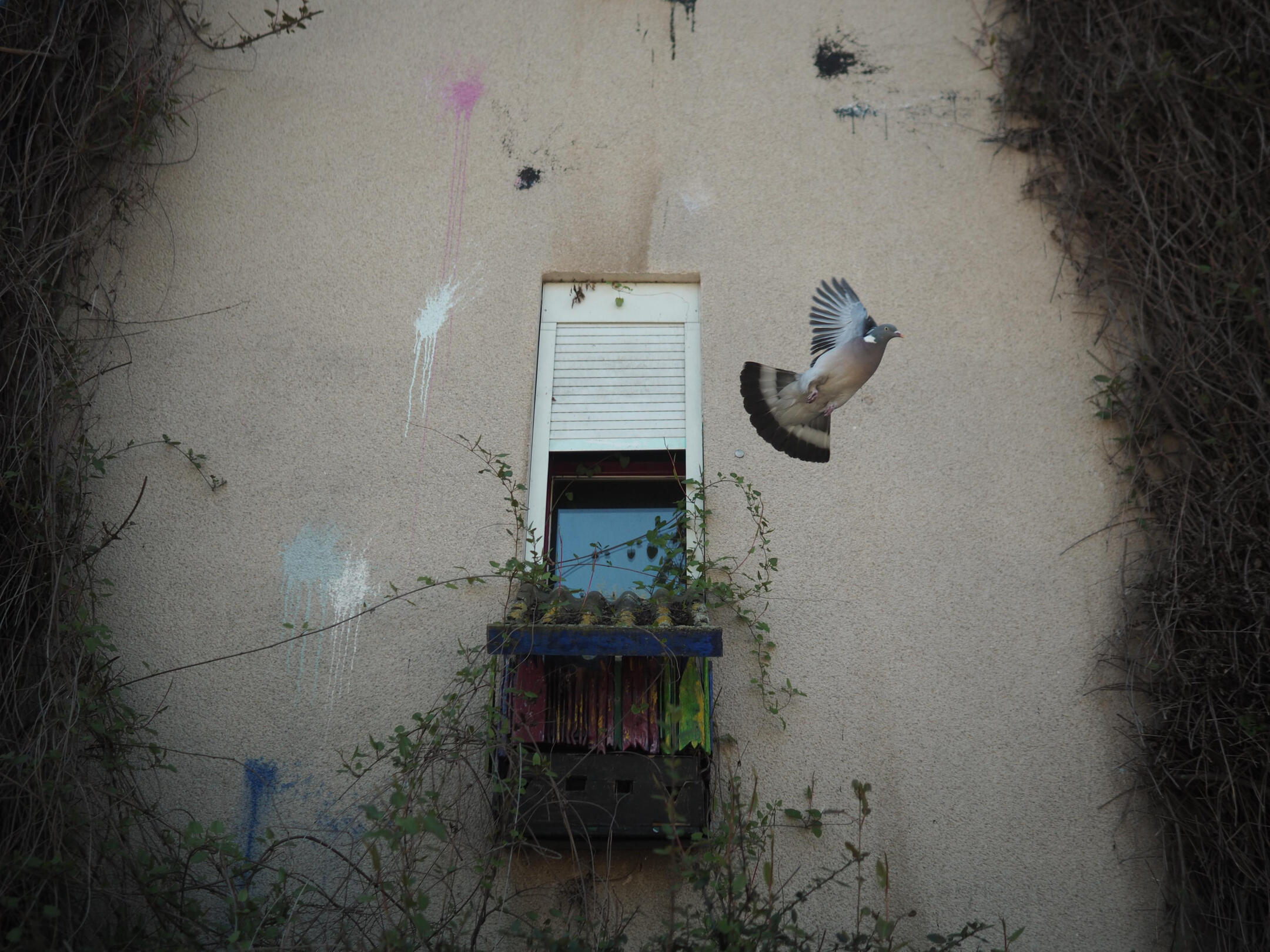 Wood pigeon flying beside a narrow window on a weathered, paint-splattered wall