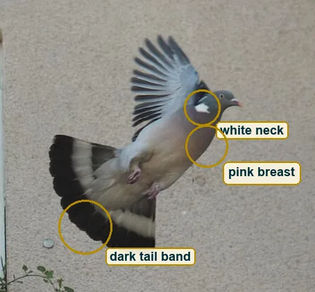 Close crop of the wood pigeon with its white neck patch, pink breast and dark tail band marked