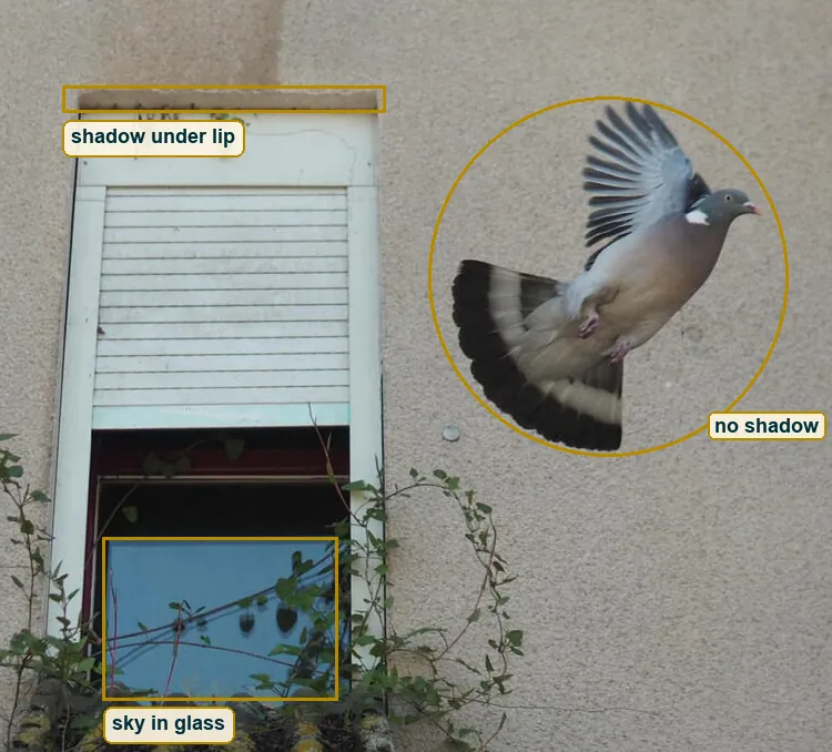 Window and pigeon with the thin shadow under the window lip, the sky reflected in the glass and the shadowless bird marked
